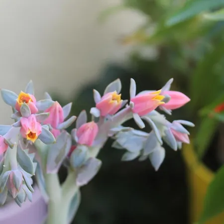 Elysee Holiday home La Spezia