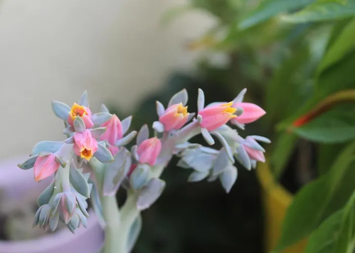 Elysee בית נופש לה ספציה