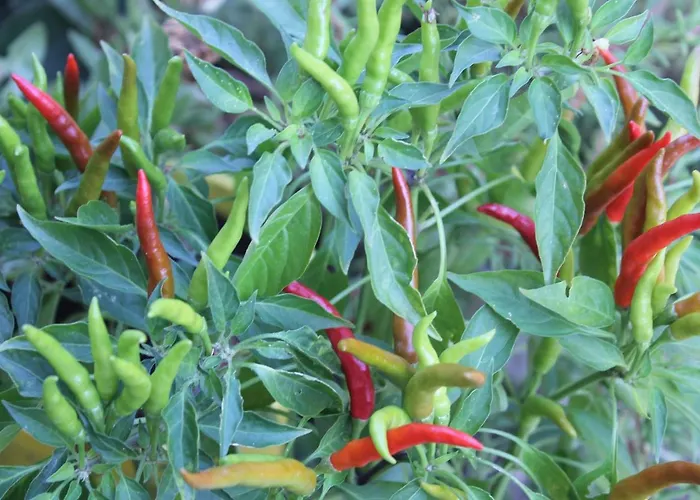 Elysee לה ספציה